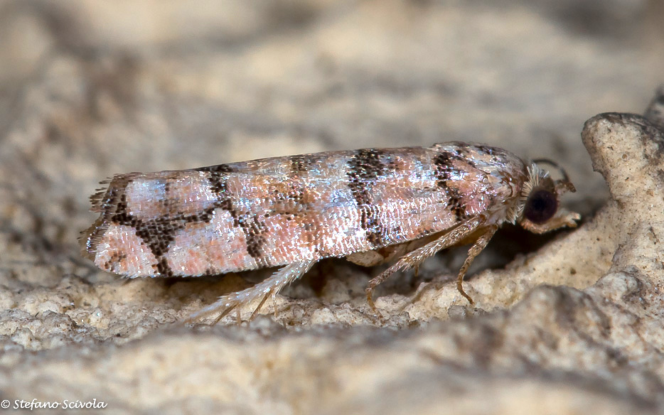 Pseudococcyx tessulatana (Tortricidae)